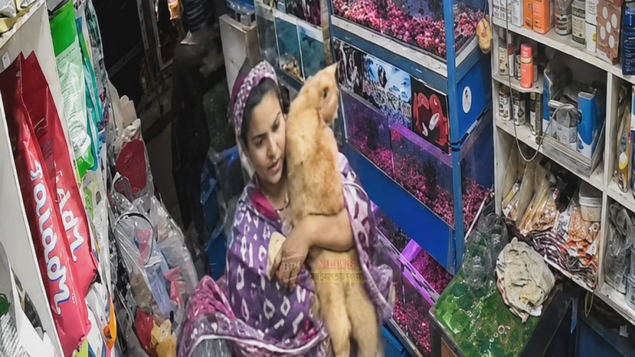 নারায়ণগঞ্জে পেট শপ থেকে বিড়াল চু'রির অভিযোগ এক নারীর বি'রুদ্ধে, সিসিটিভি ছবি প্রকাশ