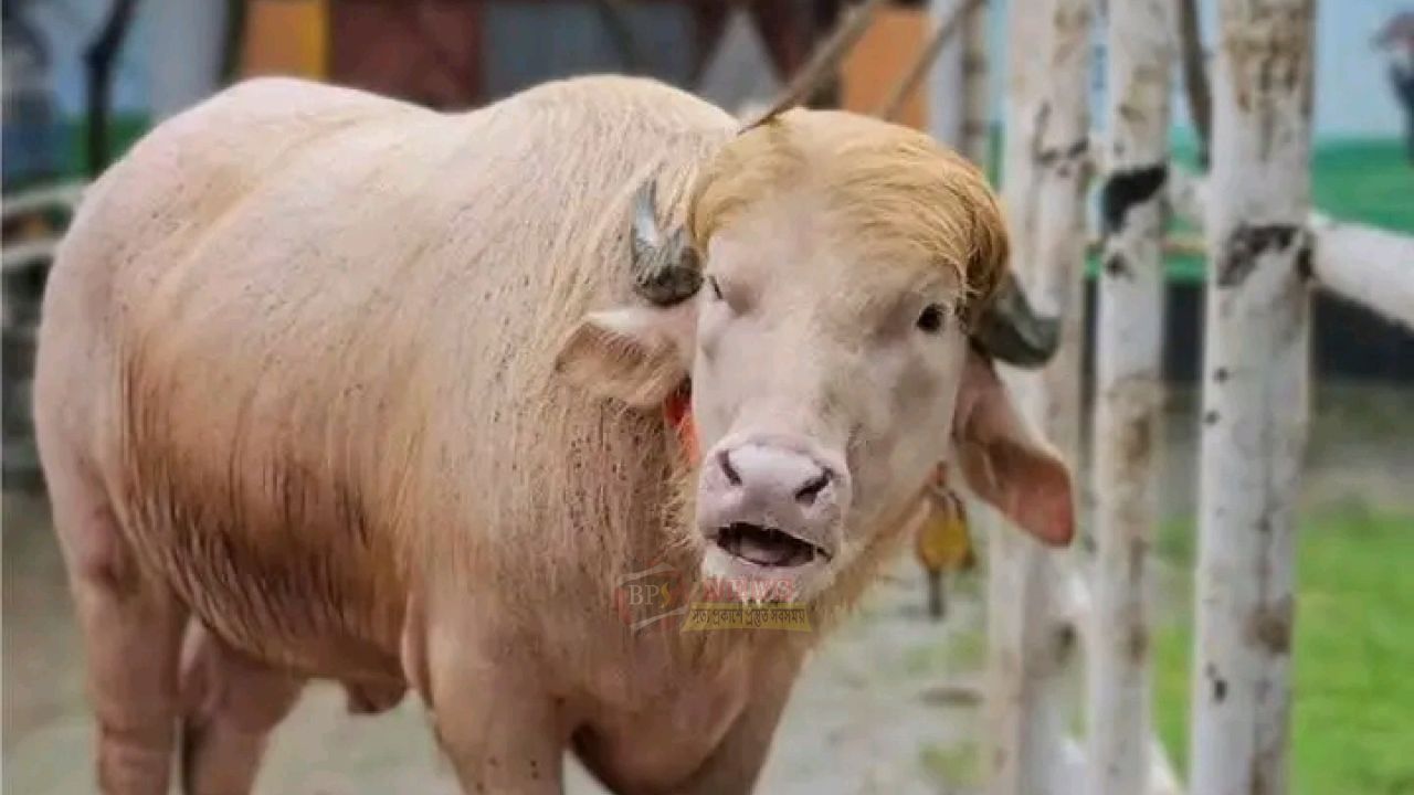 নারায়ণগঞ্জে 'ডোনাল্ড ট্রাম্প’ মহিষ দেখতে ভিড়