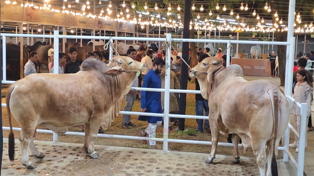 নারায়ণগঞ্জে ট্রাম্প-নেতানিয়াহুর পর এবার আলোচনায় ‘শালা-দুলাভাই’ গরু